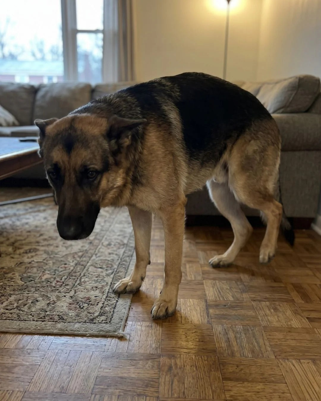 HerStap Kniebrace voor Honden