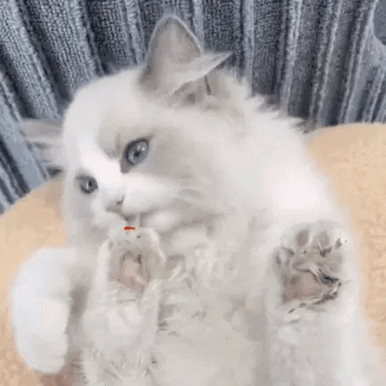 FluffyTrim – Stil, zacht en stressvrij trimmen.