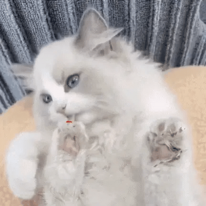 FluffyTrim – Stil, zacht en stressvrij trimmen.