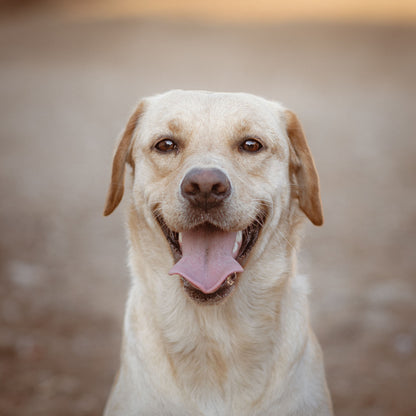 HerStap Kniebrace voor Honden
