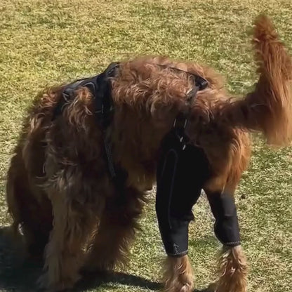 HerStap Kniebrace voor Honden